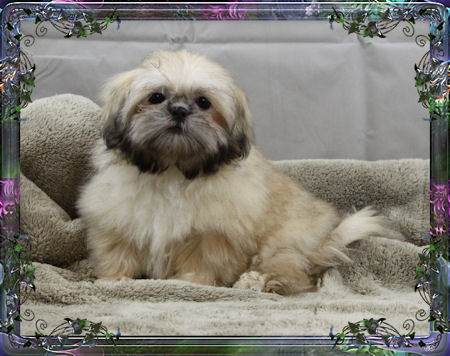 Tiny little male chinese imperial shih tzu puppies for sale small teacup